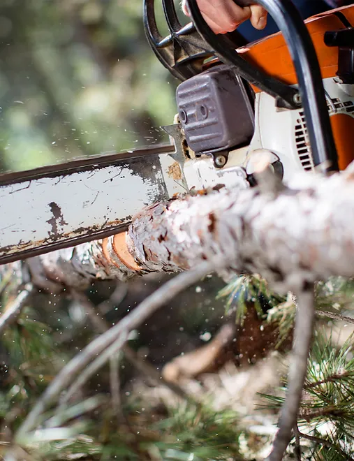 Illustration for the about section