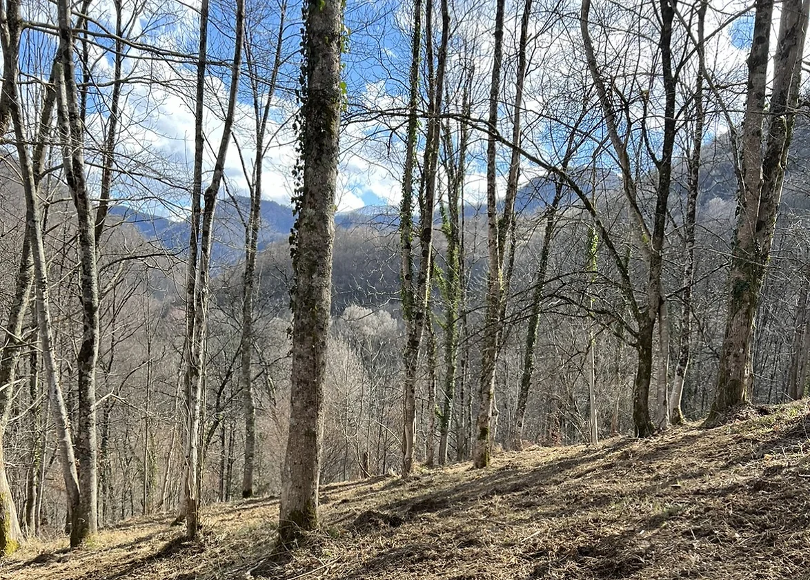 Background for the header