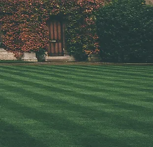 Engazonnement Illustration