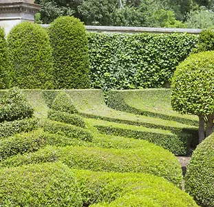 Taille de haie Illustration